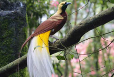 Menakjubkan! 5 Fakta Unik Burung Cendrawasih Papua yang Jarang Diketahui