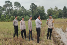 Wujudkan Swasemba Pangan Program Presiden Prabowo, Polsek Sanga Desa Tinjau Kesiapan 141 Ha Lahan Sawah