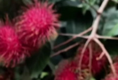 Rambutan: Buah Tropis Manis dengan Segudang Khasiat Kesehatan