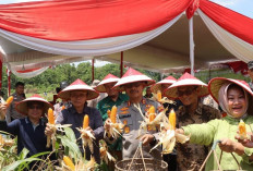  Muba Ikut Panen Raya Jagung Serentak Nasional, Kapolres Tekankan Ketahanan Pangan