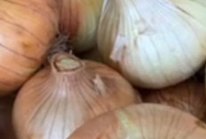 Rahasia Kesehatan di Balik Umbi Lapis: Mengupas Manfaat Luar Biasa Bawang Bombay