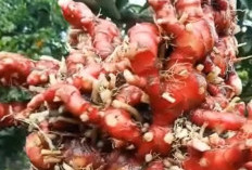 Jahe Merah: Rempah Hangat Kaya Khasiat, Penguat Imunitas dan Pereda Nyeri Alami
