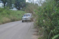 Jarang Dilakukan Tebas Bayang, Akses Jalan Desa Macang Sakti Terhalang Rumput Ilalang 