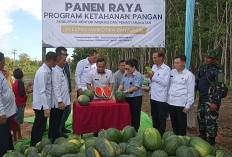 Panen Berlimpah! Lapas Narkotika Banyuasin Hasilkan 1 Ton Semangka dalam Dua Bulan  