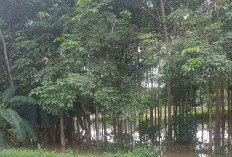 Ratusan Batang Pohon Terendam Banjir, Sebagian Petani Libur Sadap Karet