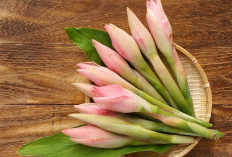 Bunga Kecombrang, Si Cantik Eksotis dengan Segudang Manfaat