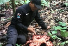 Rafflesia hasseltii Kembali Ditemukan di TNKS, Bukti Kekayaan Alam Sumatera Selatan