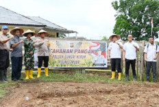 Wujudkan Ketahanan Pangan, Mapolsek Sungai Keruh Tanam Jagung dan Cabai di Perkarangan Polsek 