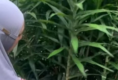 Lebih dari Sekadar Pewarna Hijau Alami: Menguak Manfaat Kesehatan Daun Suji