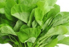 Variasikan menu makanan anak dengan berbagai jenis buah, sayuran, dan sumber protein. Ini Manfaatmya
