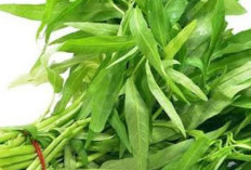 Kangkung, Lebih dari Sekadar Lalapan: Kekuatan Nutrisi Tersembunyi untuk Kesehatan Anda