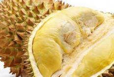 Mitos Atau Fakta, Ibu Hamil Makan Buah Durian Bahayakan Janin 