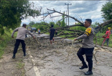 Gotong Royong Polisi dan Warga: Akses Jalan di Lubuk Batang Kembali Normal Setelah Pohon Tumbang 