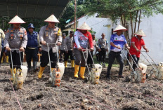 Wujudkan Ketahanan Pangan, Polsek Cambai Tanam 2 Kg Bibit Jagung