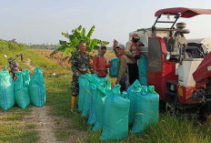 Panen Raya di OKI, Babinsa dan Petani Bersinergi Wujudkan Swasembada Pangan