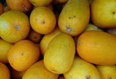 Segarnya Timun Suri, Segudang Manfaat Kesehatan yang Tersembunyi 