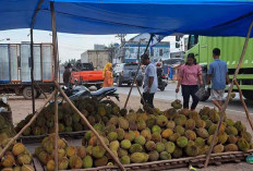 Lapak Dadakan Pedagang Buah Durian Muncul di Jalintim, Segini Harganya 