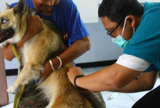 Waspada! DKPP Sumsel Temukan 607 Kasus Rabies Sepanjang 2024