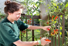 Panduan Lengkap Bertanam Buah dalam Pot, Solusi Praktis untuk Kebun Minimalis  