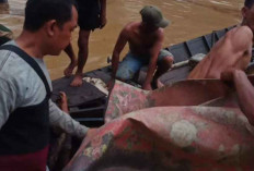 Waduh, Ada Kabar Pemeras Minyak di Sungai Dawas Disambar Buaya?