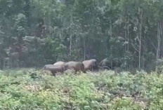 Kawanan Gajah Liar Teror Warga Tri Anggun Jaya, Video Pengusiran Viral