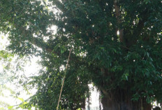 Damkar Muba Evakuasi Sarang Tawon di Permukiman Warga Sekayu