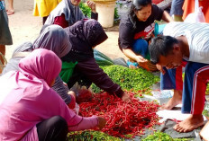 Ibu Rumah Tangga Senang, Harga Cabai di Pasaran Kembali Turun