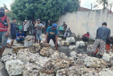 Harga Karet Anjlok Pasca Lebaran, Petani OKU Timur Jerit: 