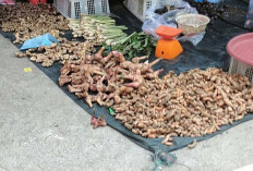 Penjualan Jahe Merah di Pasar Kalangan Kecamatan Sanga Desa Alami Kenaikan 