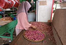 Pasca Lebaran, Harga Bawang Merah Tembus Rp60 Ribu per Kilogram Akibat Cuaca Ekstrem