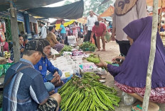 Wuih, Harga Petai di Sanga Desa Alami Kenaikan, Seikat Rp 20 Ribu 