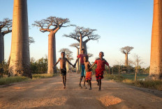  Mengenal Pohon Baobab, Oase Raksasa di Tengah Kekeringan yang Terancam Punah