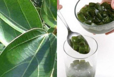 Khasiat Tersembunyi Daun Cincau: dari Obat Tipes hingga Potensi Lawan Sel Tumor   