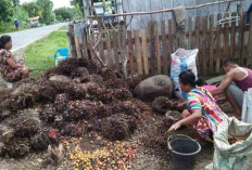 Busuk di Batang Petani Merasa Merugi, Tetapi Mak-Mak di Desa Air Balui Merasa Senang 