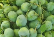 Sensasi Asam Mangga Muda, Kaya Manfaat untuk Kesehatan
