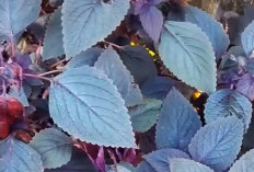 Mengenal Daun Minara, Bahan Alami Peningkat Imunitas