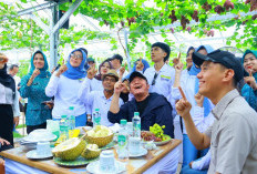 Kunjungi OKI, Herman Deru Puji Inovasi Kebun Anggur Viral di Desa Selapan Ilir