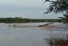 Buaya Liar di Sungai Jalur 23 Kerap Muncul Malam Hari, Warga Diminta Waspada  