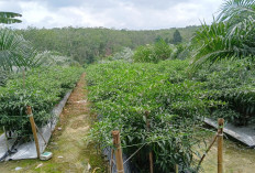  Pemdes Sinar Tungkal Bersiap Panen Cabai 3 Hektar Awal 2026