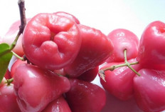 Jambu Air: Segar dan Kaya Manfaat untuk Kesehatan Anda