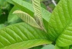 Rahasia di Balik Daun Jambu Biji: Lebih dari Sekadar Obat Diare Tradisional