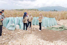 Meski Musim Panas dan Hujan, Ketersediaan Pangan di Lahat Bisa Dikatakan Aman, Tapi Tetap Antisipasi 