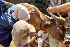 Musim Hujan, Waspada Penyakit Mulut dan Kuku Pada Hewan Ternak 