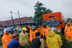 Cuaca Ekstrem, Akses Jalinteng Sekayu-Palembang Sempat Tersendat Akibat Pohon Tumbang