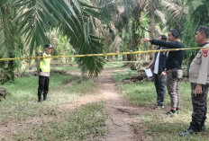 Pemuda Ditemukan Tewas Bersimbah Darah di Kebun Sawit Teluk Kijing II