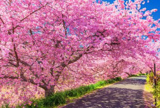 Musim Semi Makin Populer, Wisata Sakura Asia Jadi Tren Liburan 2026