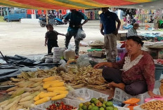 Permintaan Meningkat, Jagung Tembus Rp 9 Ribu per Kilogram di Sanga Desa