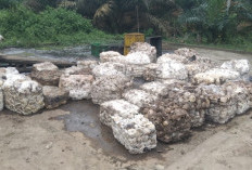  Angin Segar di Tengah Mendung: Harga Karet di Sungai Lilin Kembali Naik, Petani Sumringah!