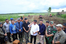  Sumsel Catat Kenaikan Produksi Beras dan Gabah Tertinggi Nasional, Bukti Keberhasilan Program Cetak Sawah