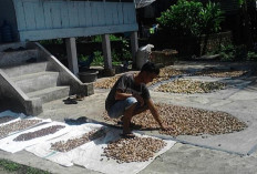 Komoditi Pinang Kering di Sanga Desa Mulai Dilirik, Yuk Cek Harganya